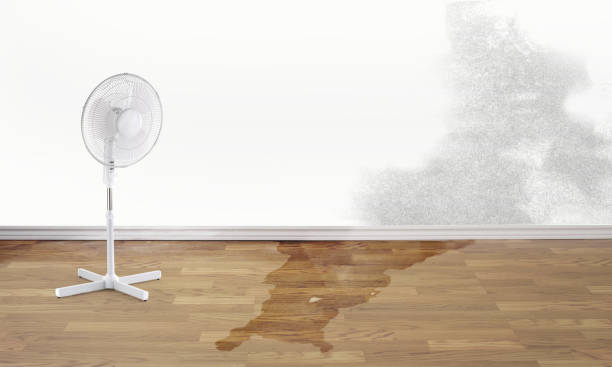 Best Mold removal after water damage  in University Place, WA