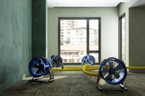 Best Professional water damage repair  in University Place, WA